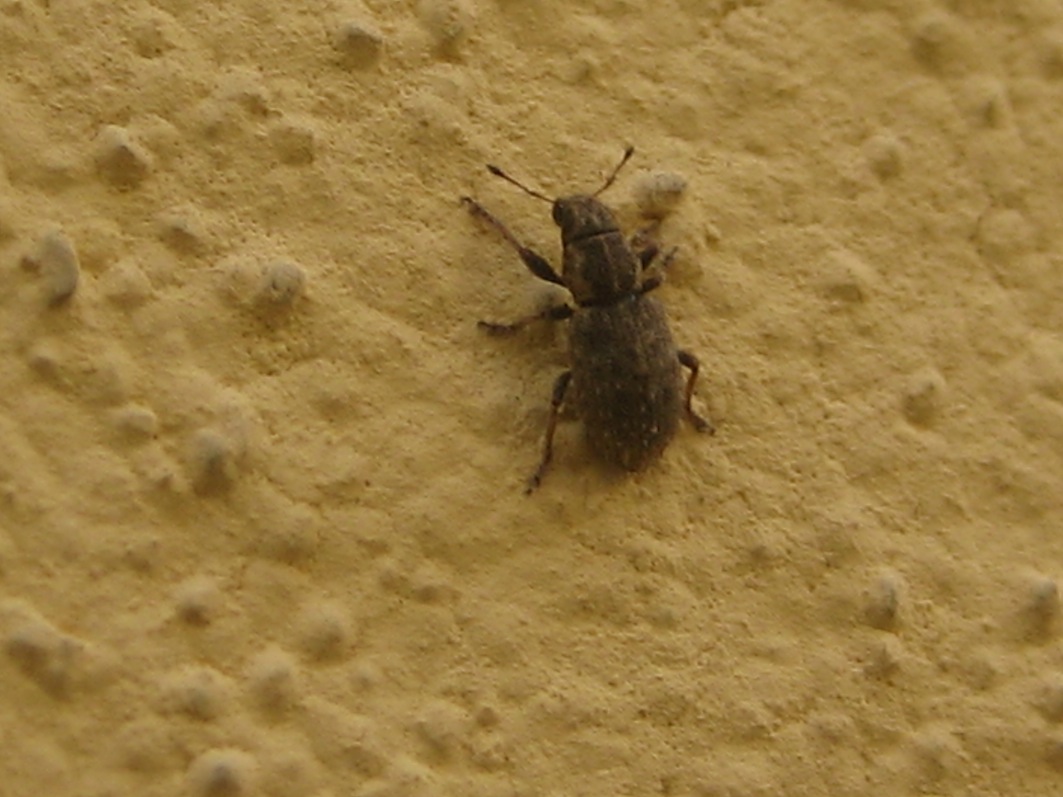 Brachyderes ? (Curculionidae) in accoppiamento