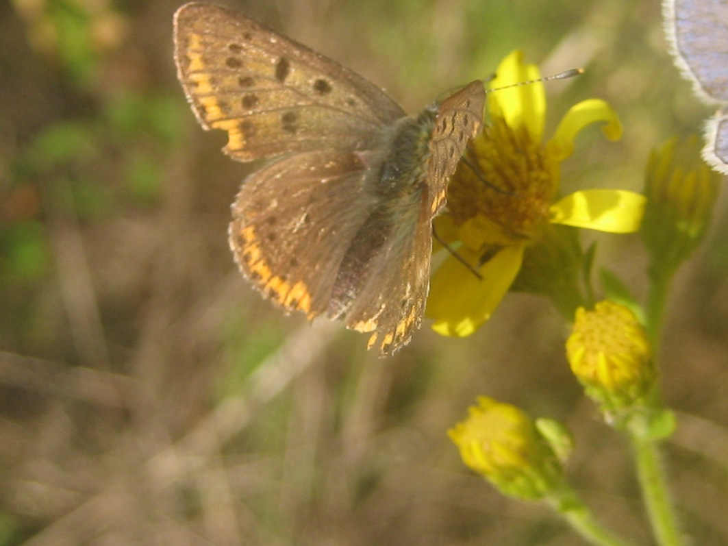 Lycaena tityrus maschio?