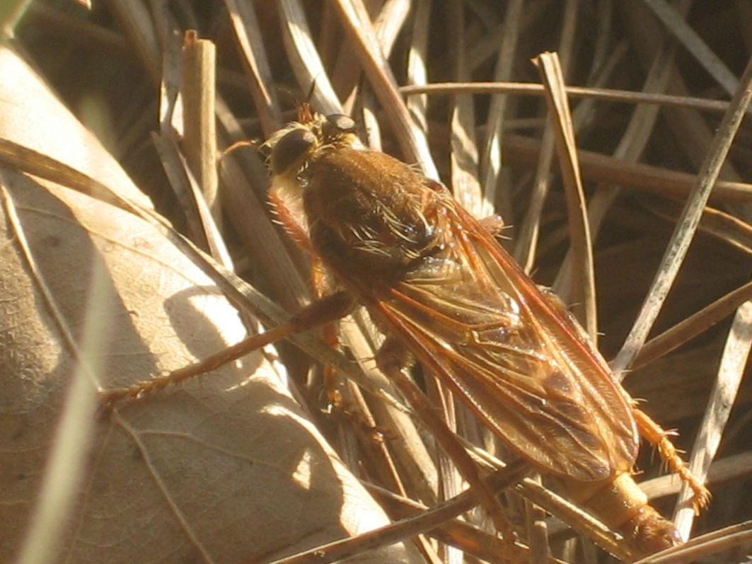 dittero asilidae