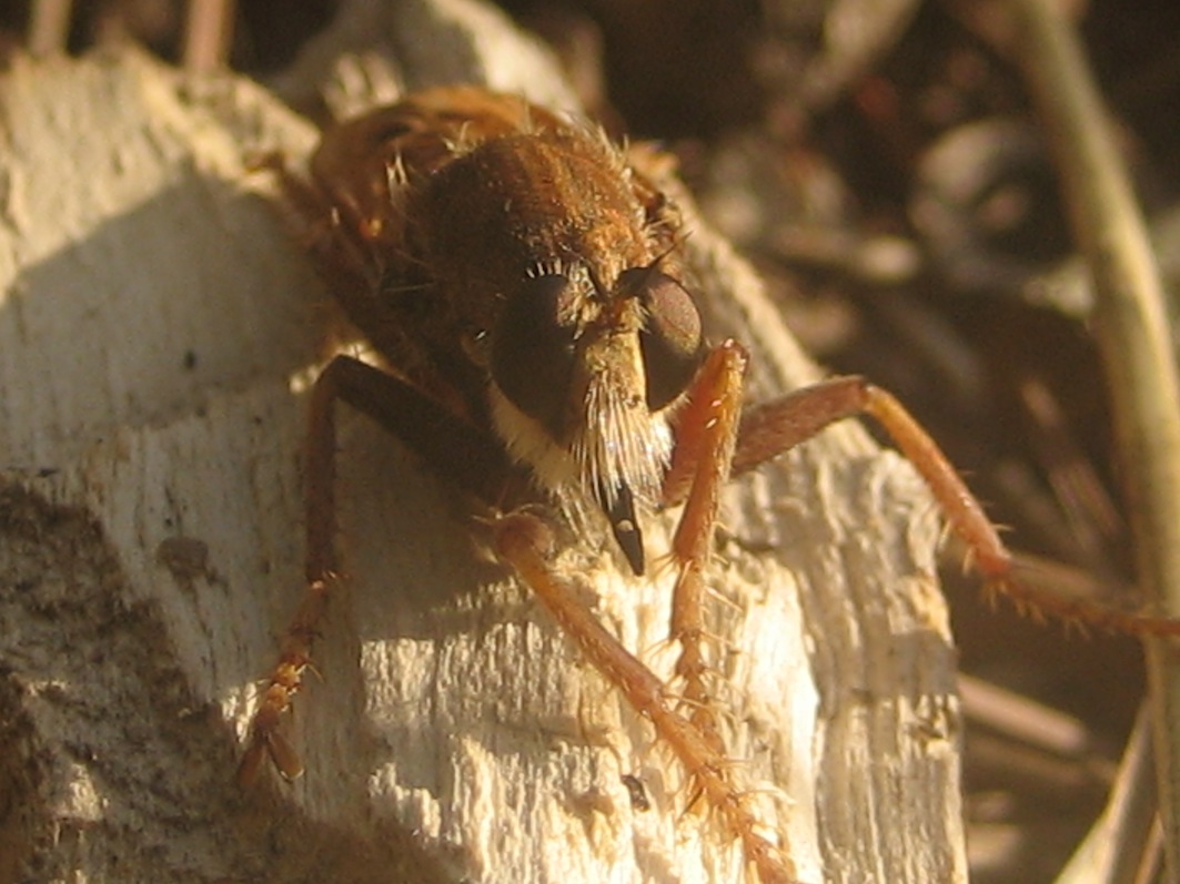 dittero asilidae