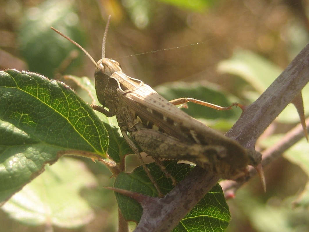 Chorthippus (Glyptobothrus) sp. ?