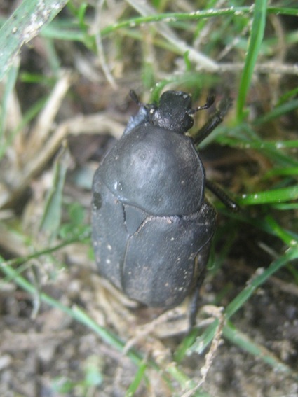 Aethiessa floralis? no, Protaetia morio