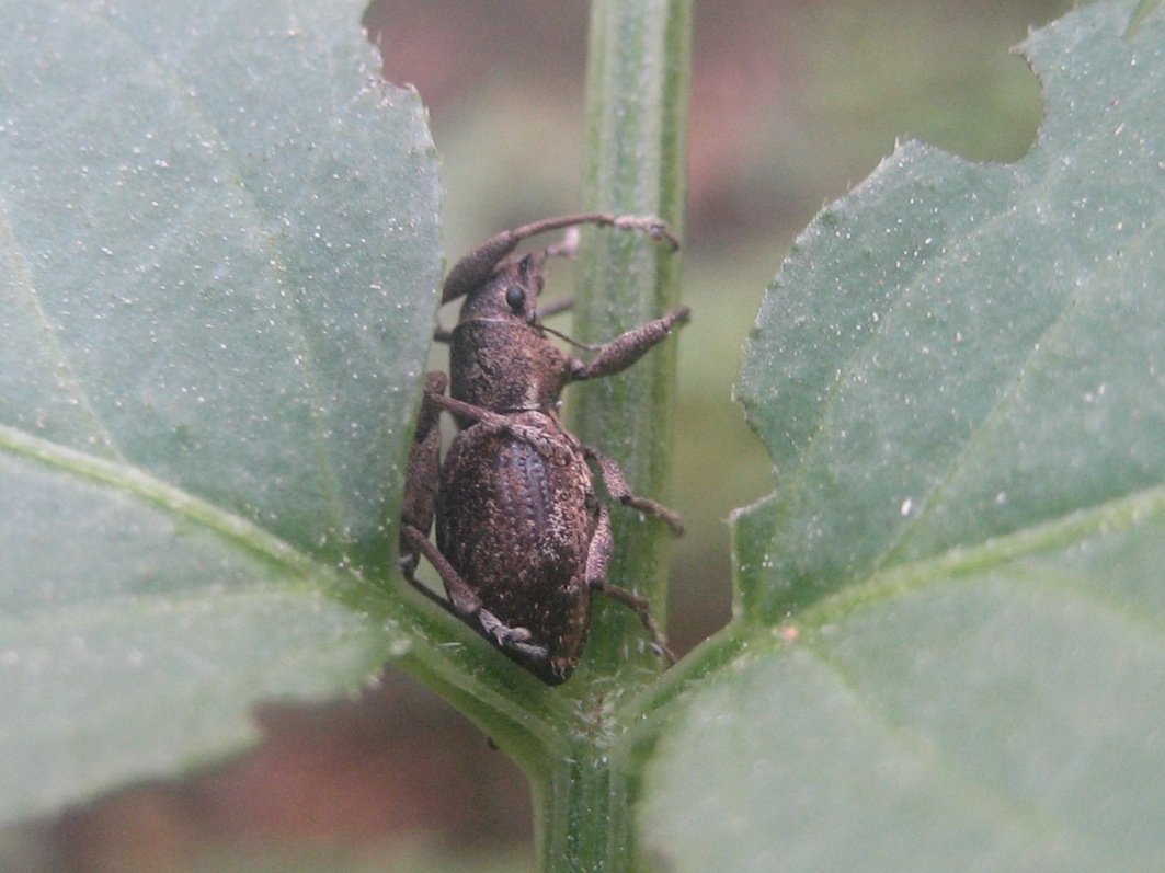 Brachyderes ? (Curculionidae) in accoppiamento