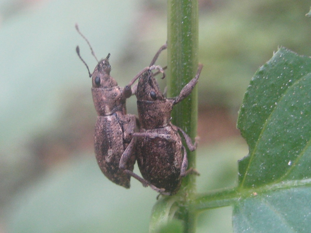 Brachyderes ? (Curculionidae) in accoppiamento