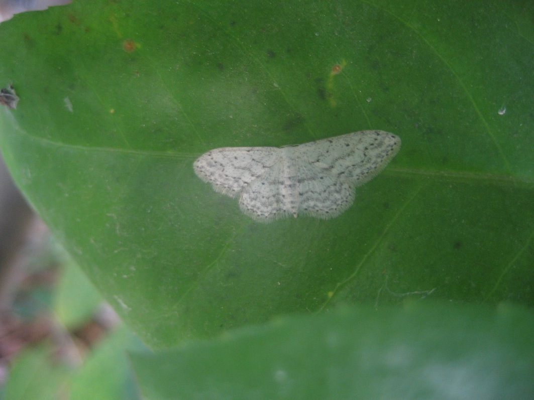 Idaea seriata??