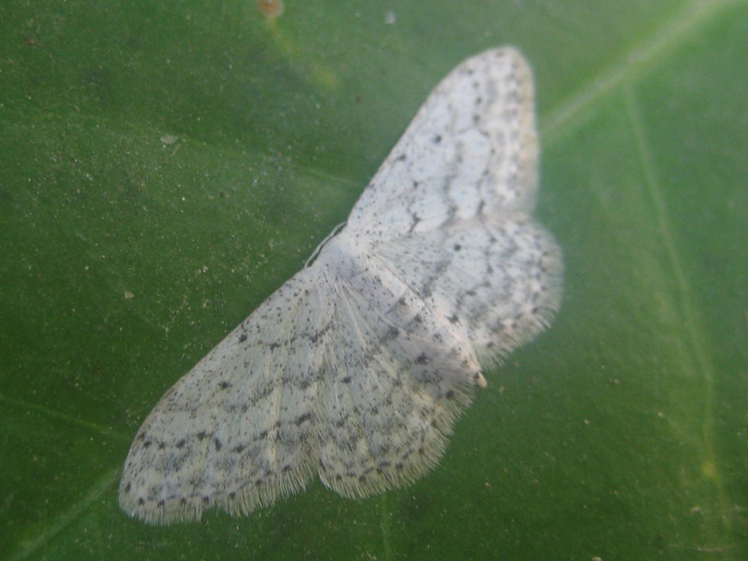 Idaea seriata??