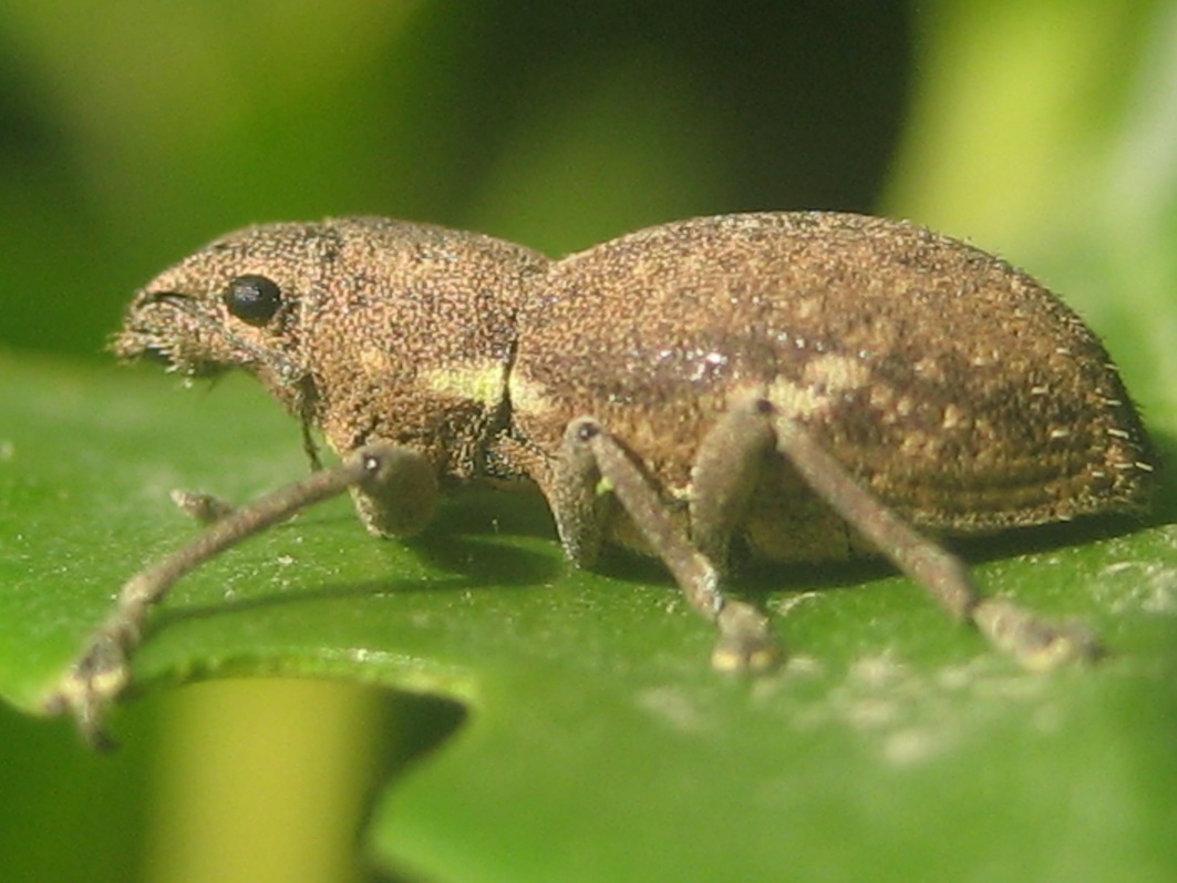 Brachyderes ? (Curculionidae) in accoppiamento