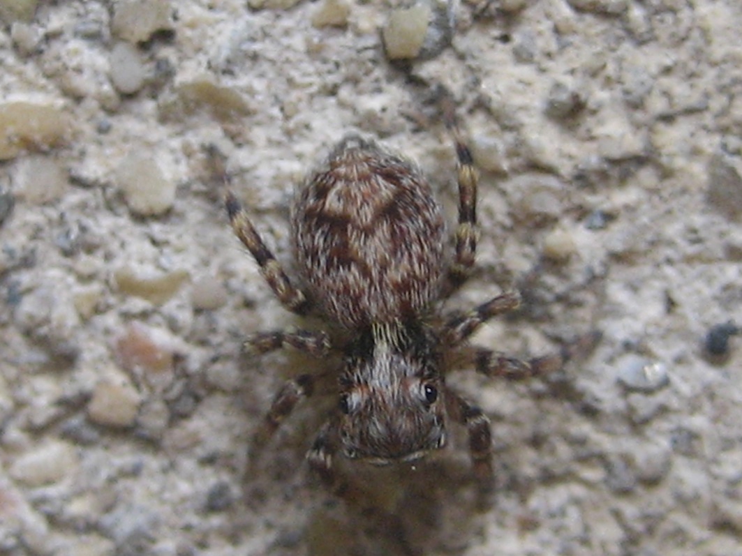 Pseudeuophrys sp.