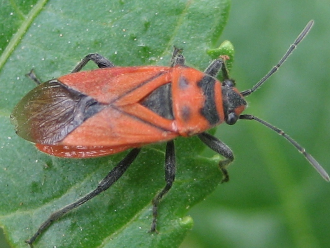 Lygaeidae: Graptostethus servus di Palermo