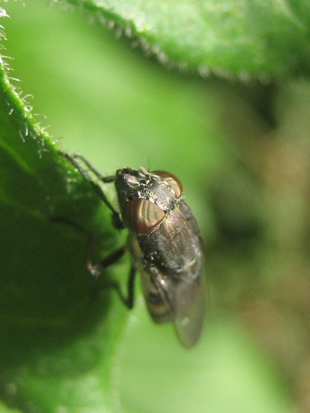 mosca dagli strani occhi