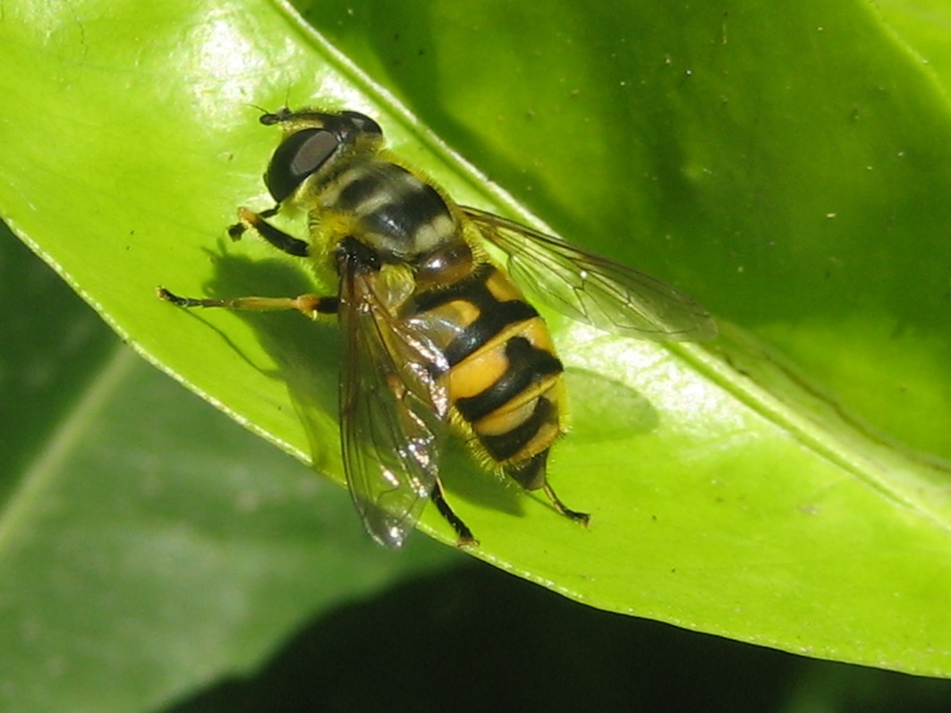 Myathropa florea