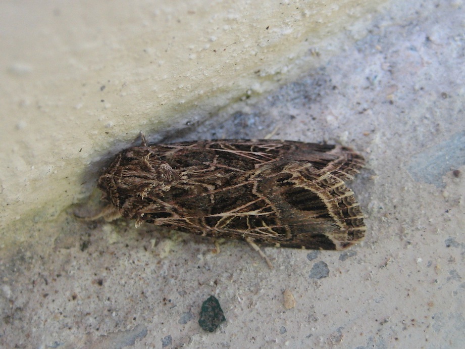 Spodoptera littoralis?