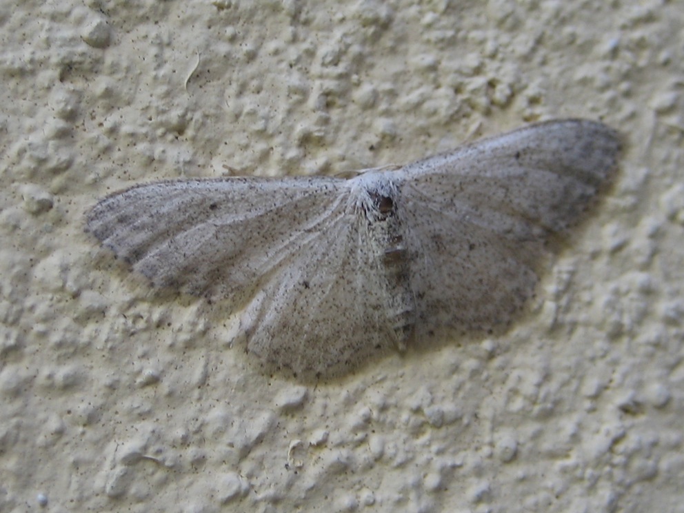 Idaea calunetaria??