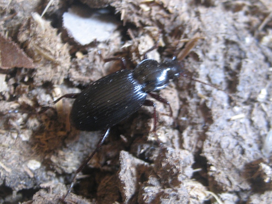 id coleottero: Laemostenus (Pristonychus) algerinus