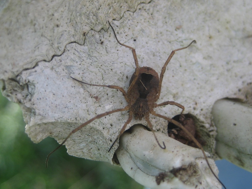 Opilione siciliano: Odiellus sp.