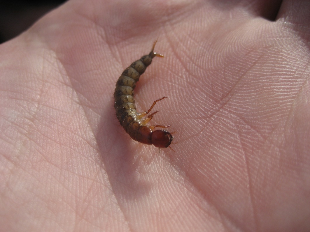 larva di Ocypus