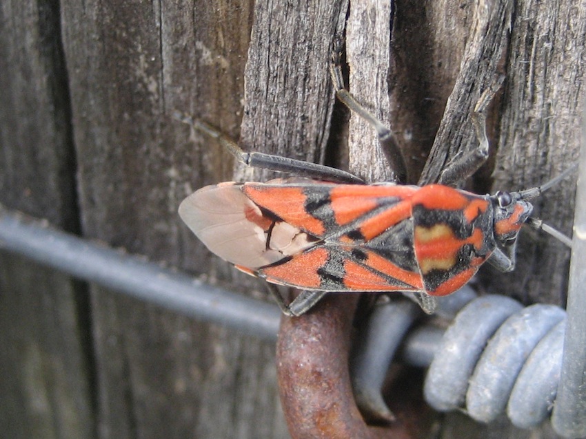 Lygaeidae: Spilostethus pandurus di Monte Cane (PA)