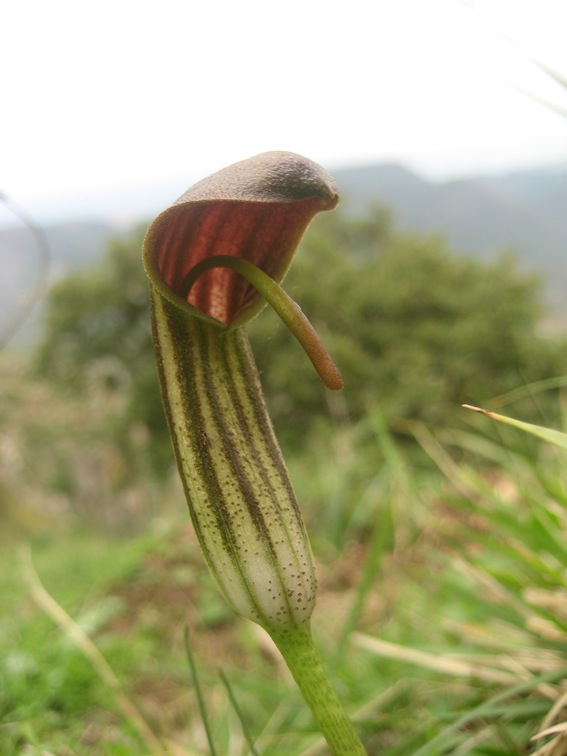 Arisarum vulgare