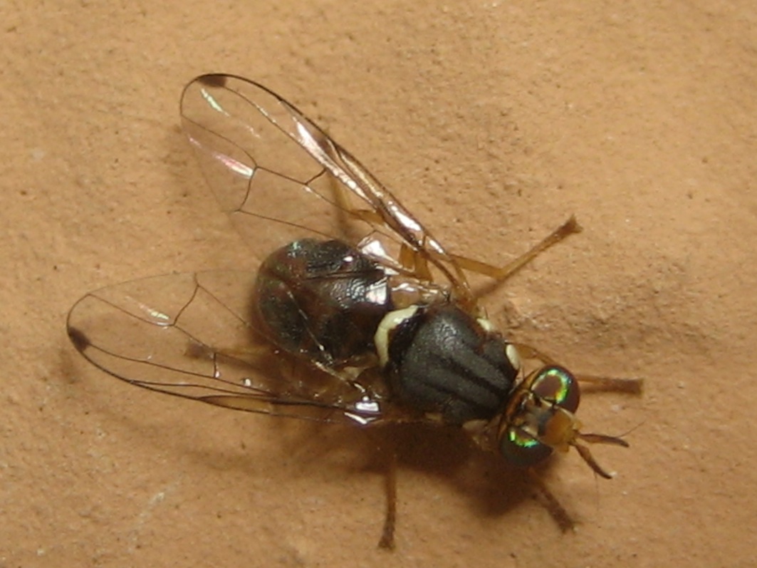 Tephritidae, Bactrocera oleae