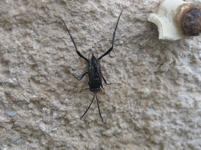 Evaniidae: Evania appendigaster