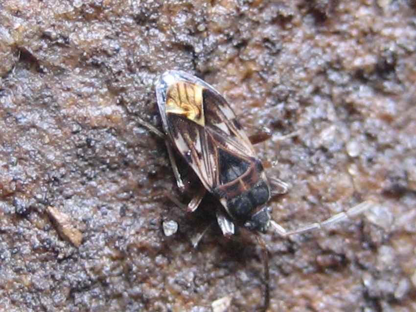 Lygaeidae: Scolopostethus sp. delle Madonie