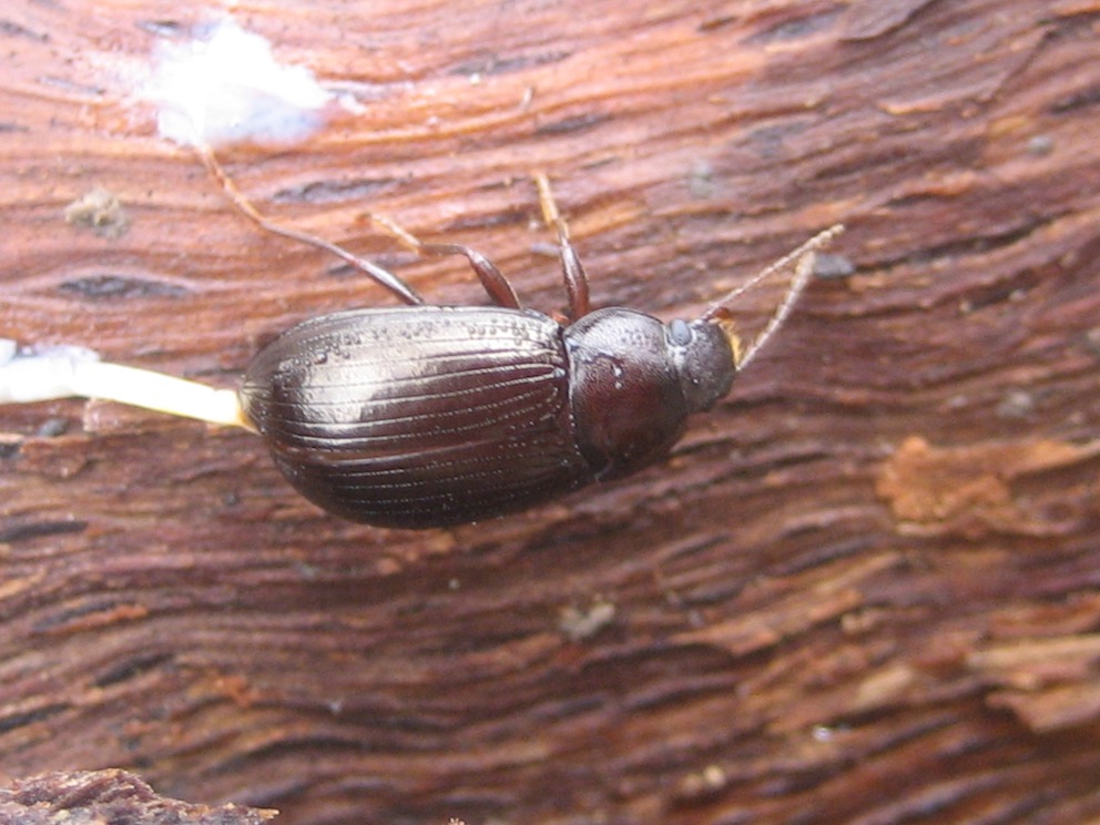 strana fine (Nalassus sp. schiacciati sotto una corteccia