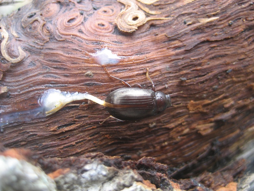 strana fine (Nalassus sp. schiacciati sotto una corteccia