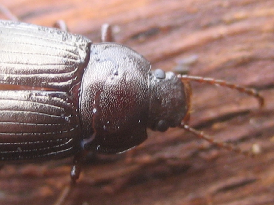 strana fine (Nalassus sp. schiacciati sotto una corteccia