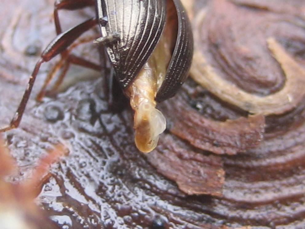 strana fine (Nalassus sp. schiacciati sotto una corteccia