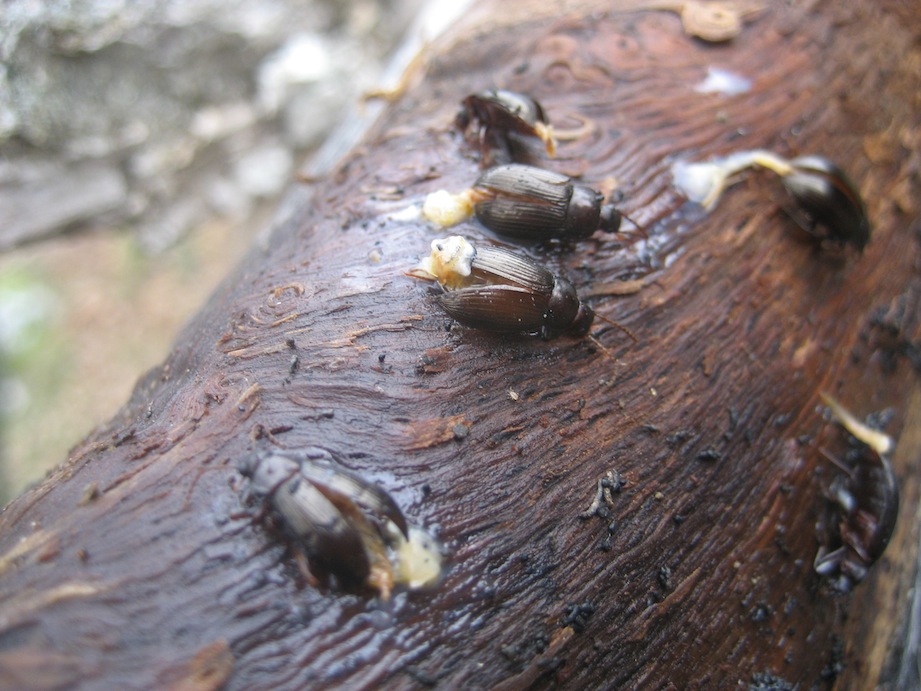 strana fine (Nalassus sp. schiacciati sotto una corteccia