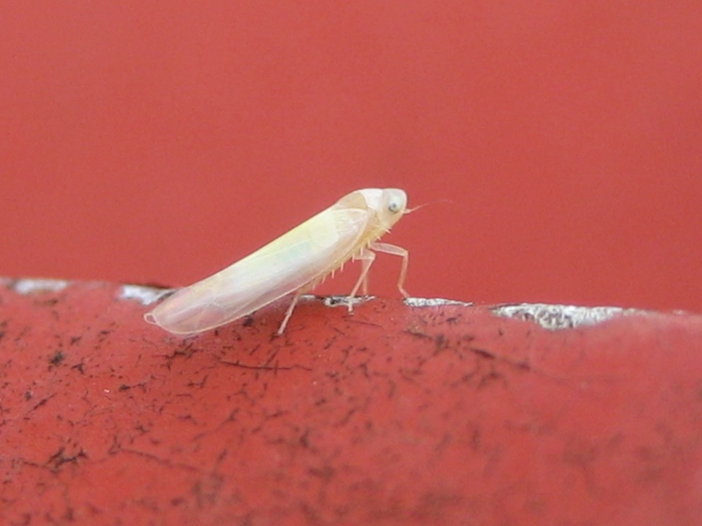cicadellide (Typhlocybinae)