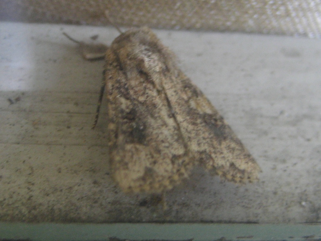 Noctuidae da id2 - Mythimna (Morphopoliana) languida