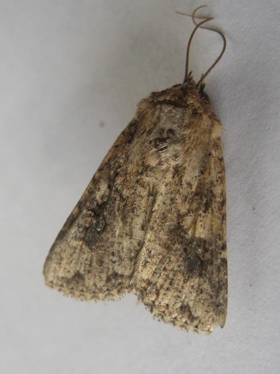 Noctuidae da id2 - Mythimna (Morphopoliana) languida