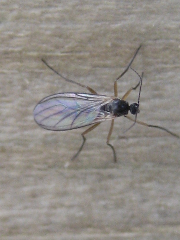 dittero Sciaridae