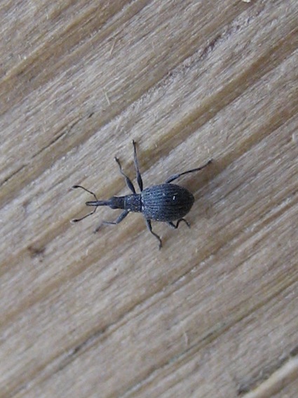 identificazione curculionidae2