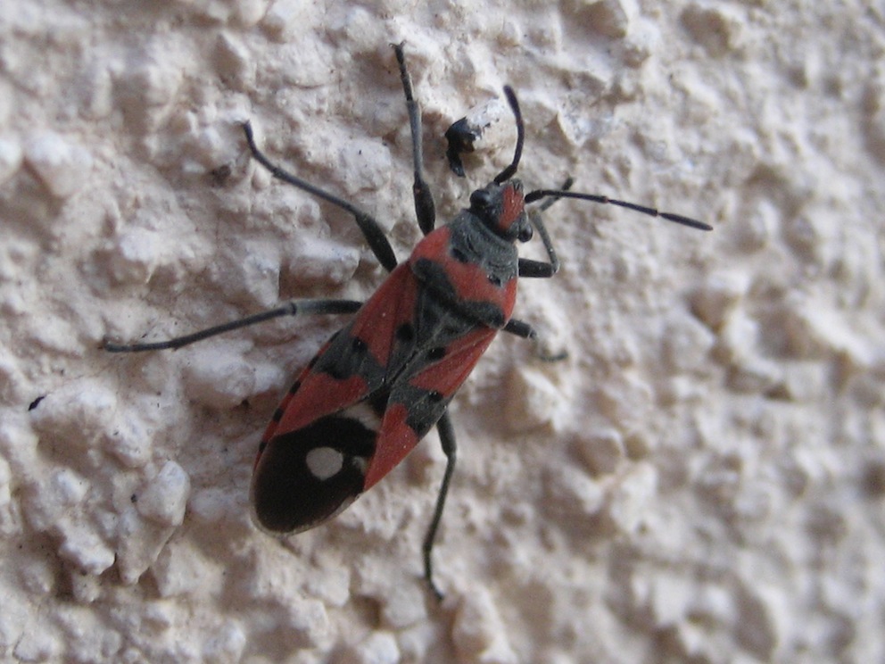 Lygaeidae: Lygaeus equestris f. sicilianus