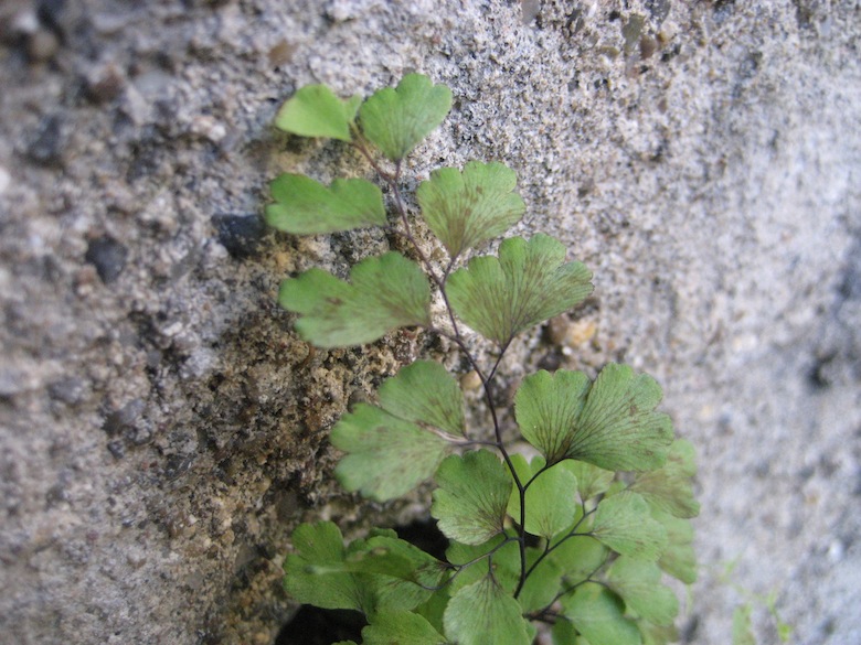 Adiantum capillus-veneris