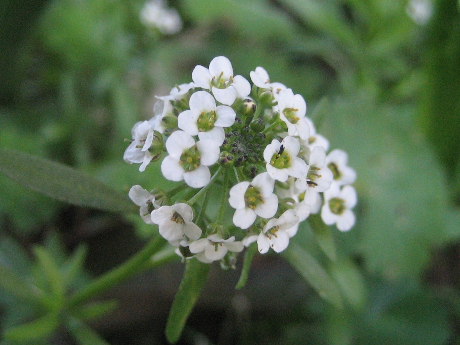 Lobularia maritima