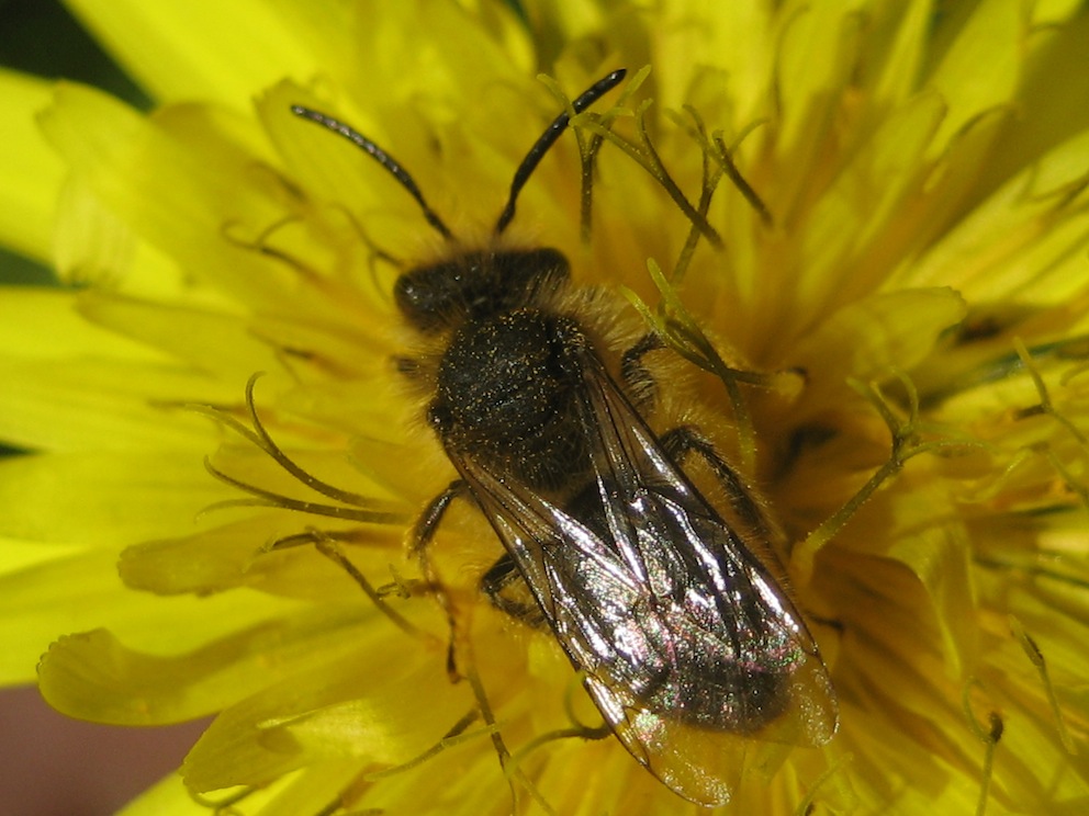 Andrena sp.?