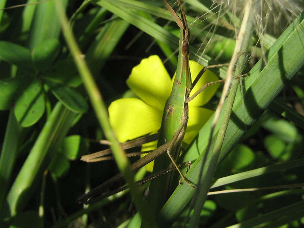 Acrida ungarica mediterranea