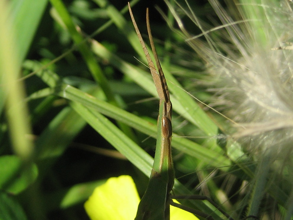 Acrida ungarica mediterranea