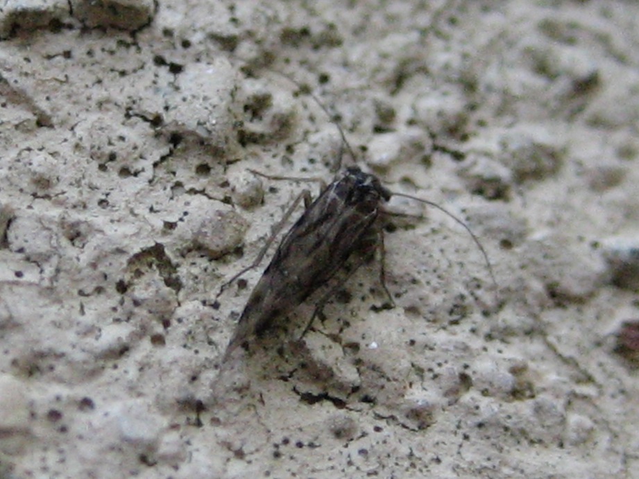 cicadellide?? No. Psocoptera