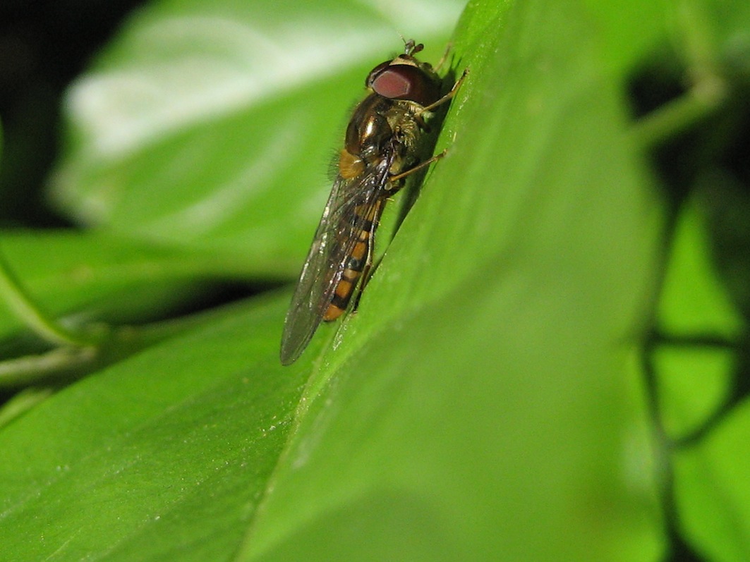 Melanostoma? No Episyrphus balteatus