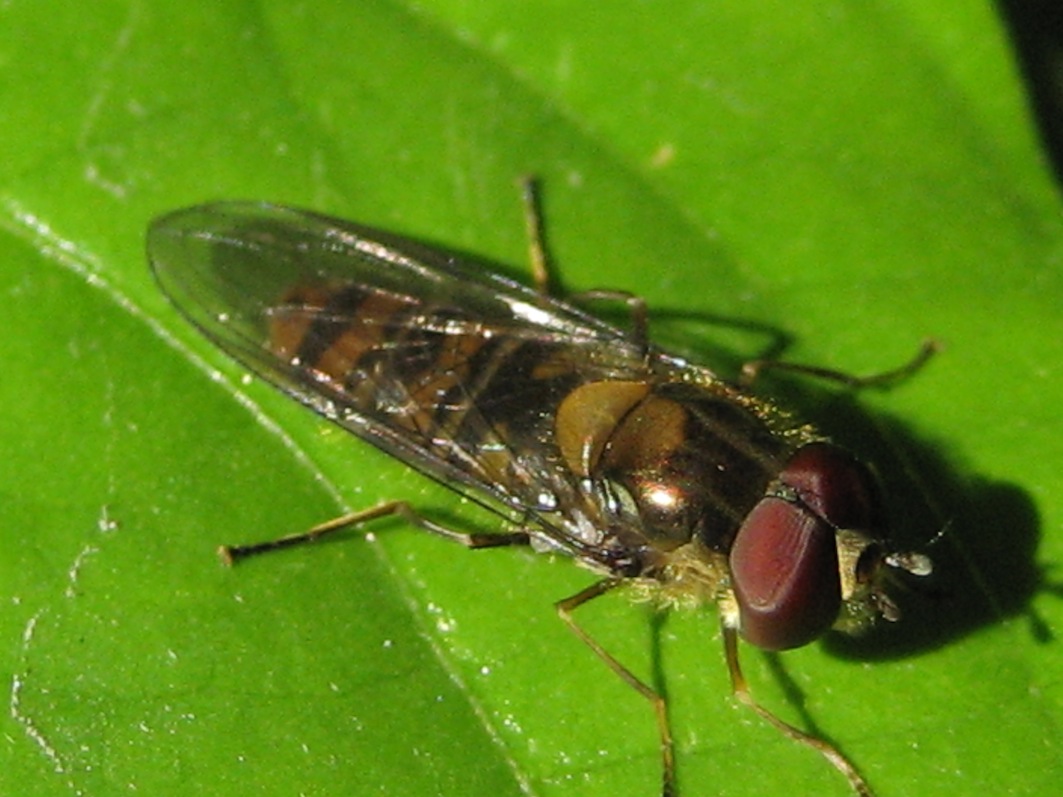 Melanostoma? No Episyrphus balteatus