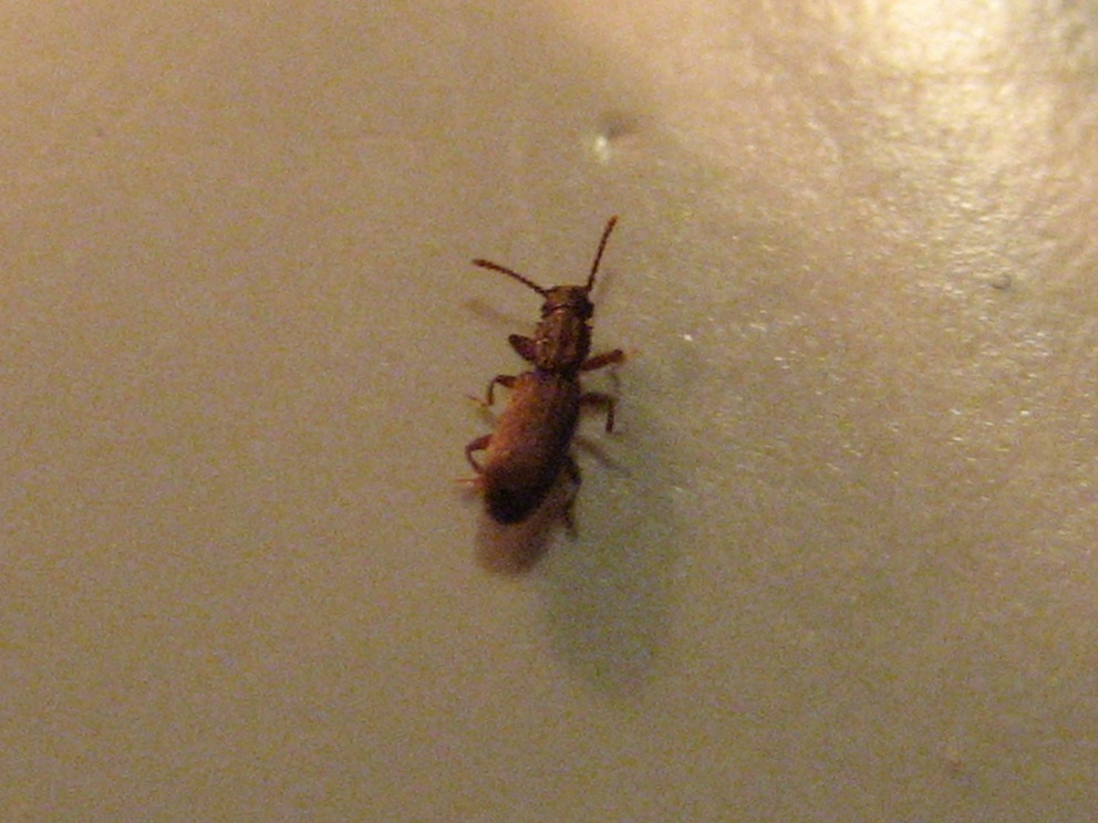 Oryzaephilus sp.