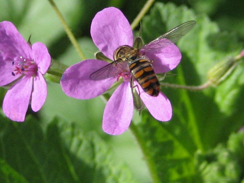 Erodium alnifolium / Becco di gr con foglie d''''Ontano