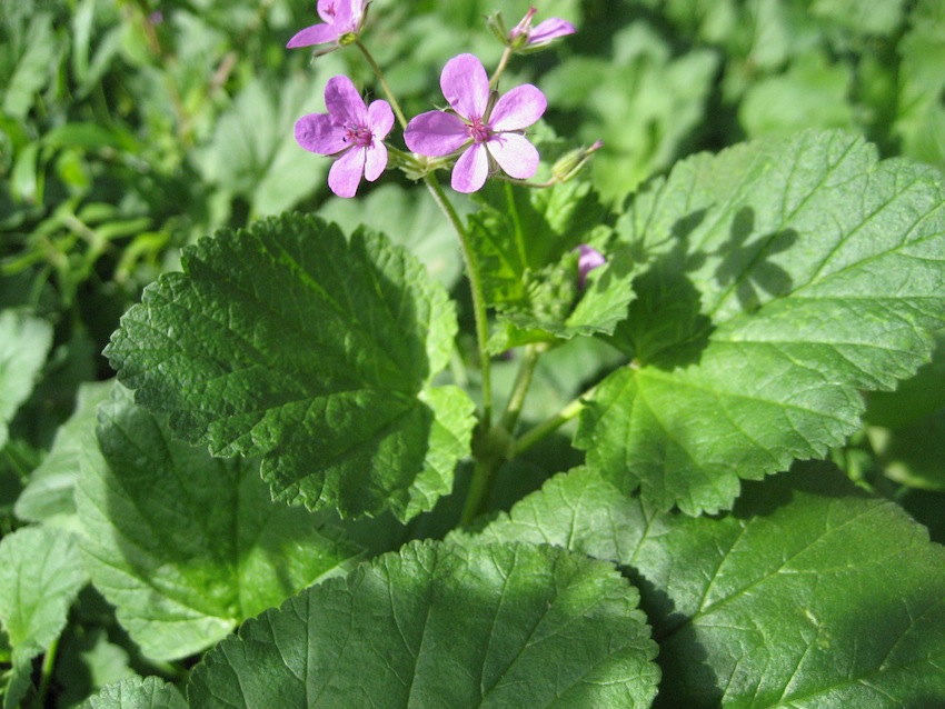 Erodium alnifolium / Becco di gr con foglie d''''Ontano