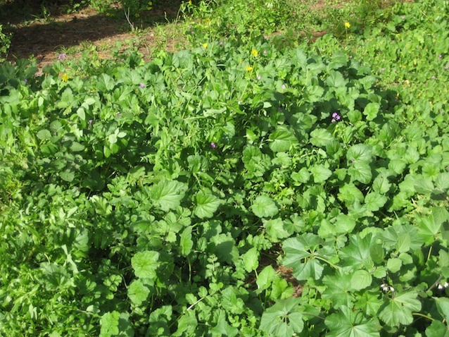 Erodium alnifolium / Becco di gr con foglie d''''Ontano