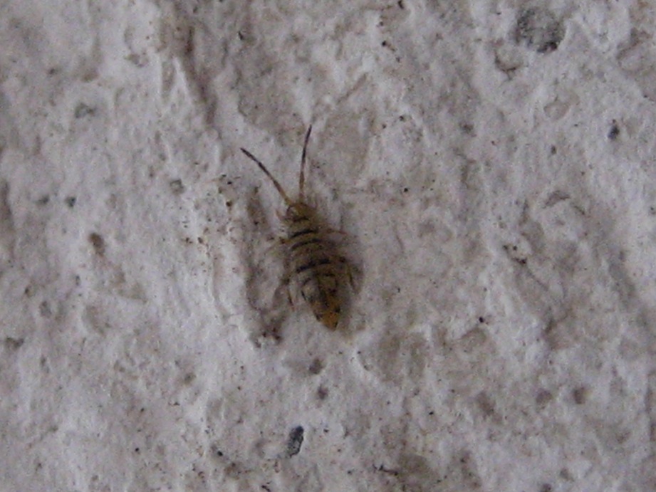 Collemboli Entomobryidae