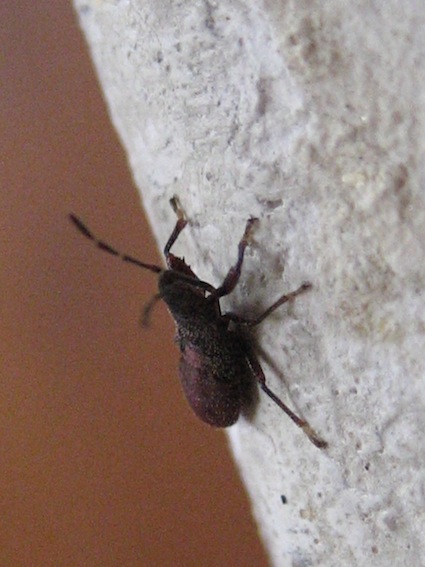 Oxycarenus hyalinipennis attero/melanico?